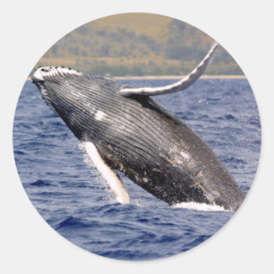 Humpback Whale Splashing Classic Round Sticker