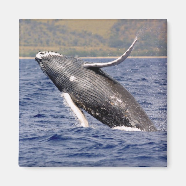 Humpback Whale Splashing Magnet (Front)