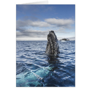 Humpback Whale Spyhops Hope Bay, Antarctica