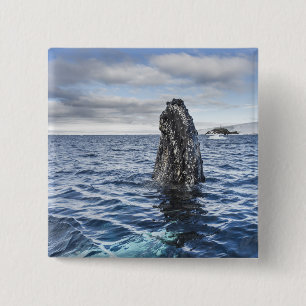 Humpback Whale Spyhops   Hope Bay, Antarctica 15 Cm Square Badge