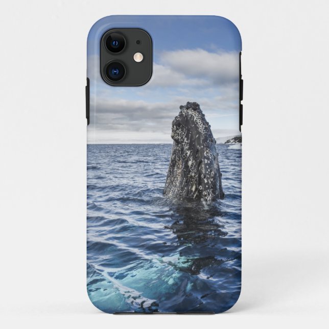 Humpback Whale Spyhops | Hope Bay, Antarctica Case-Mate iPhone Case (Back)