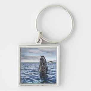 Humpback Whale Spyhops   Hope Bay, Antarctica Key Ring