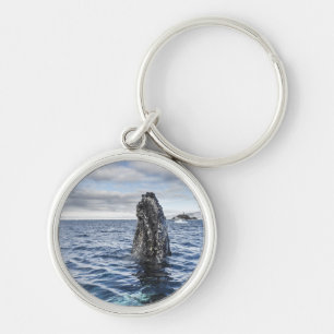 Humpback Whale Spyhops Hope Bay, Antarctica Key Ring
