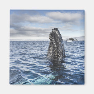 Humpback Whale Spyhops   Hope Bay, Antarctica Magnet