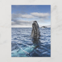 Humpback Whale Spyhops | Hope Bay, Antarctica