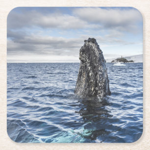 Humpback Whale Spyhops Hope Bay, Antarctica Square Paper Coaster