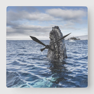 Humpback Whale Spyhops   Hope Bay, Antarctica Square Wall Clock