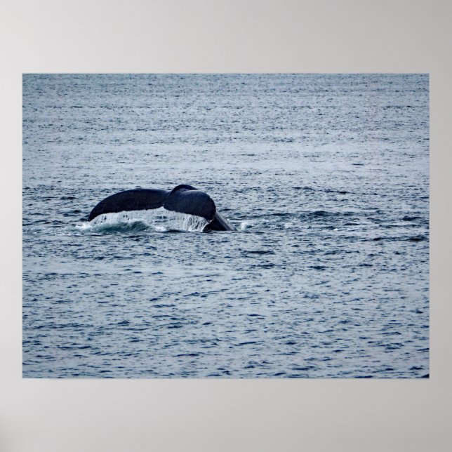 Humpback Whale Tail Alaska Photo Poster (Front)