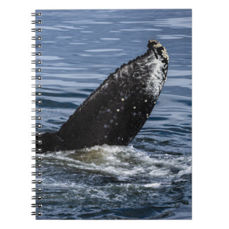 Humpback Whale Tail Close Up - Wildlife Photograph Notebook