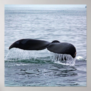 Humpback Whale Tail Fluke in Monterey Bay Poster