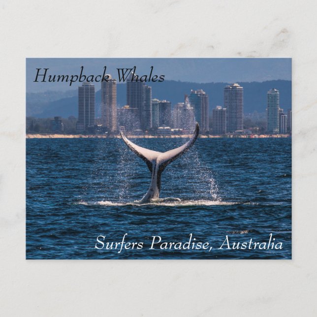 Humpback Whale Tail Fluke Off Surfers Paradise Postcard (Front)