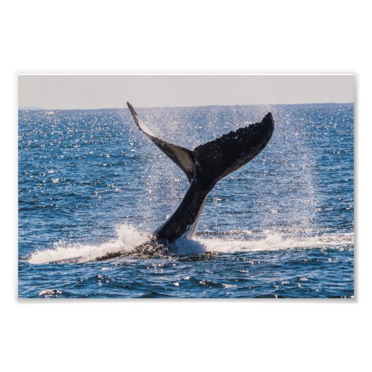 Humpback Whale Tail Fluke Photo Print Au