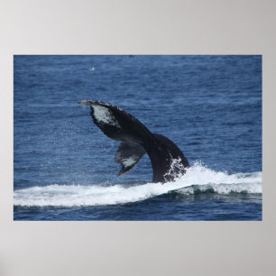 humpback whale tail flukes poster
