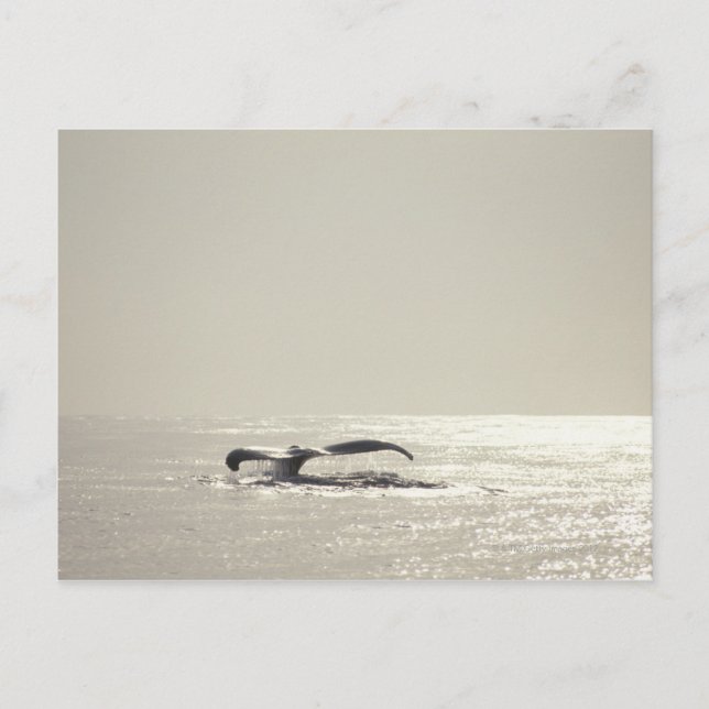 Humpback whale, tail over water surface postcard (Front)