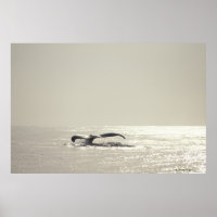 Humpback whale, tail over water surface