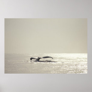 Humpback whale, tail over water surface poster