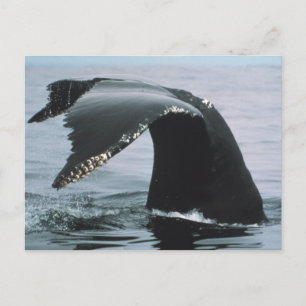 Humpback Whale Tail Postcard