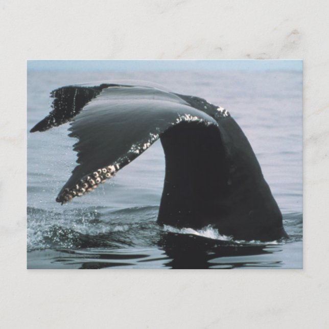 Humpback Whale Tail Postcard (Front)