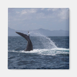 Humpback Whale Tail Splash Magnet