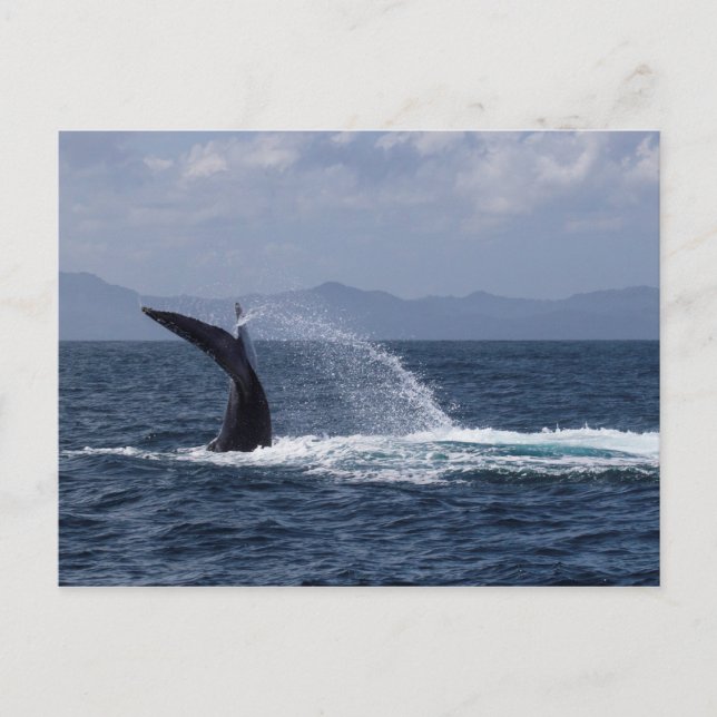 Humpback Whale Tail Splash Postcard (Front)