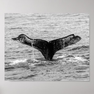 Humpback Whale Tail Splash - Wildlife Photography Poster