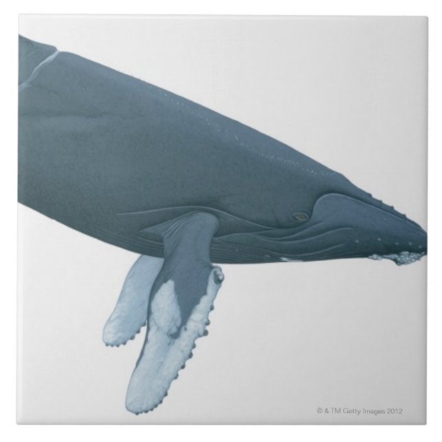 Humpback Whale Tile (Front)