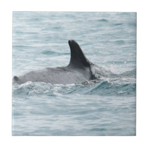 HUMPBACK WHALE WHITSUBDAY'S QUEENSLAND AUSTRALIA TILE