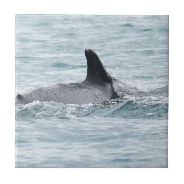 HUMPBACK WHALE WHITSUBDAY'S QUEENSLAND AUSTRALIA TILE (Front)