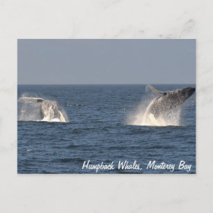 Humpback Whales Breaching Postcard