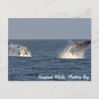 Humpback Whales Breaching Postcard