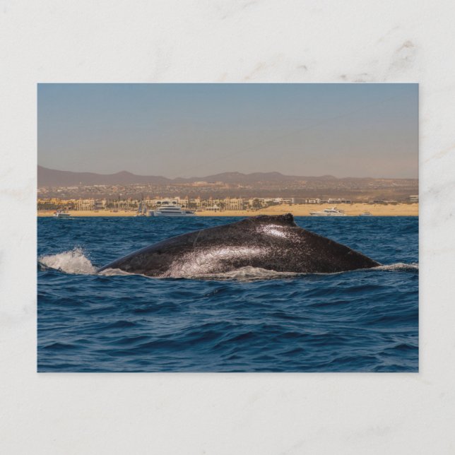Humpback Whales in Mexico Postcard (Front)