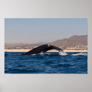 Humpback Whales in Mexico Poster