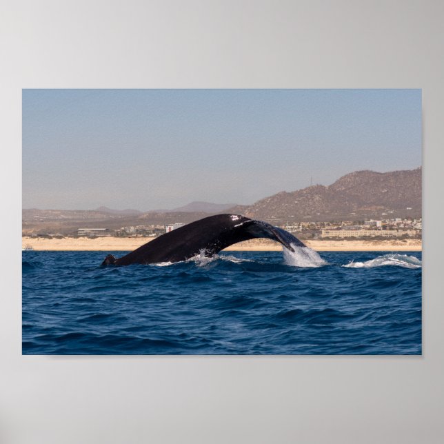 Humpback Whales in Mexico Poster (Front)