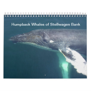 Humpback Whales of Stellwagen Bank Calendar