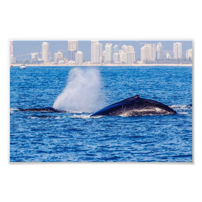 Humpback Whales Photo Print (Front)
