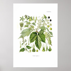 Humulus lupulus (Hop) Poster