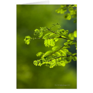 Hunan Province, China, Asia