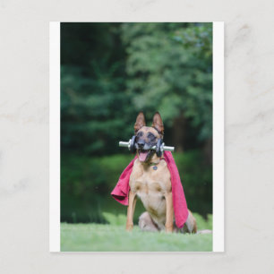 Hund beim Fitnessttaining Postcard