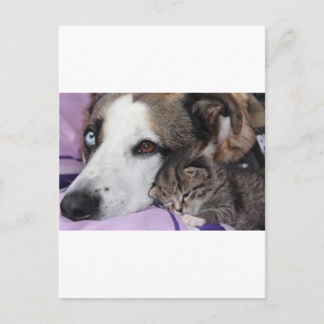 Hund, Katze, Freundschaft Postcard (Front)