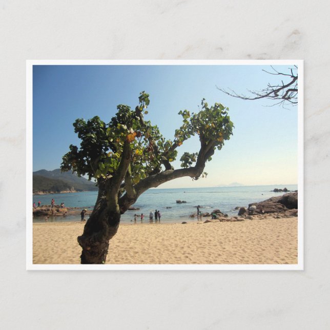 hung shing yeh beach tree postcard (Front)
