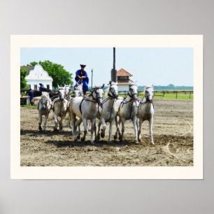 Hungarian horse riding poster