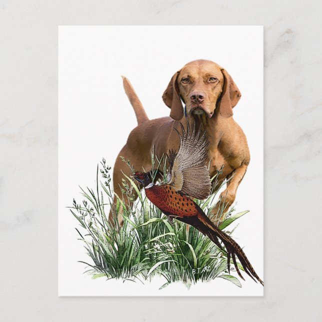 Hungarian Vizsla Art    Postcard (Front)