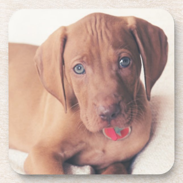 Hungarian Vizsla Puppy Coaster (Front)