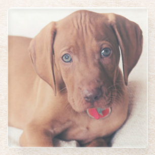 Hungarian Vizsla Puppy Glass Coaster