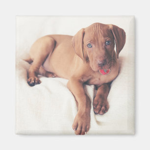 Hungarian Vizsla Puppy Magnet