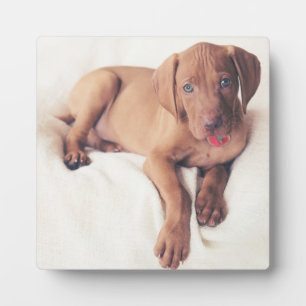Hungarian Vizsla Puppy Plaque