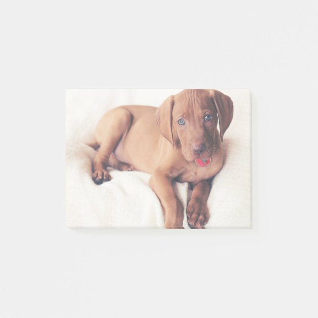 Hungarian Vizsla Puppy Post-it Notes (Front)