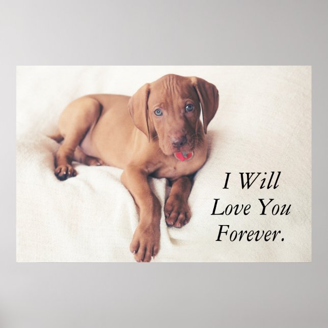 Hungarian Vizsla Puppy Poster (Front)