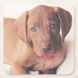 Hungarian Vizsla Puppy Square Paper Coaster