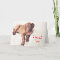 Hungarian Vizsla Puppy